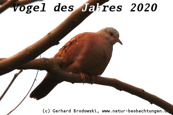 Turteltaube - Vogel des Jahres 2020