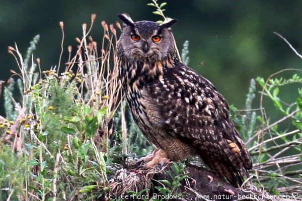 Uhu Vogel des Jahres 2005