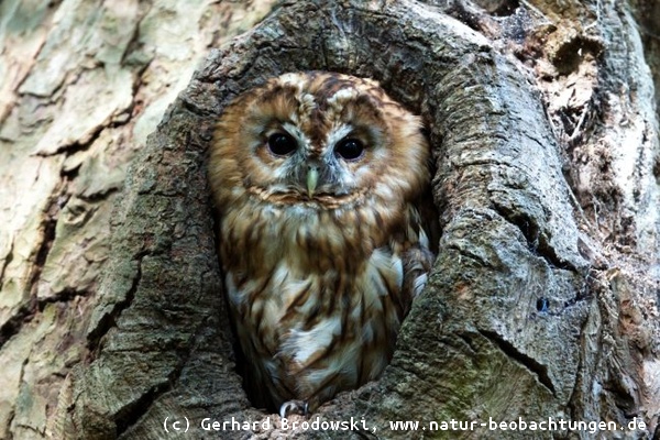 Waldkauz Vogel des Jahres 2017