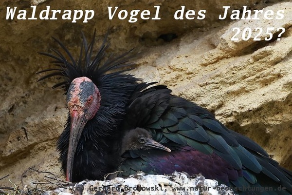 Wird der Waldrapp - Vogel des Jahres 2025? - Er hat es verdient!