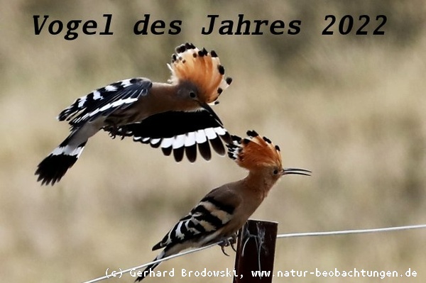 Vogel des Jahres 2022 - Der Wiedehopf