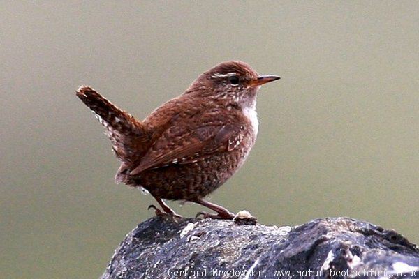 Zaunkönig Vogel des Jahres 2004