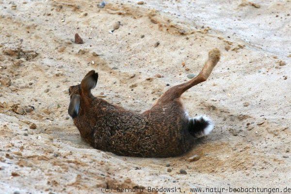 Hase beim Sandbaden in einer Kiesgrube