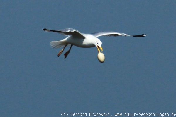 Möwe lässt Gänseei aus der Luft fallen