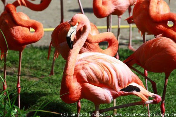 Flamingos im Weltvogelpark Walsrode