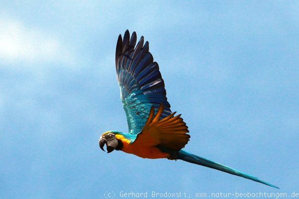 Papagei in der Flugshow Vogelpark Walsrode