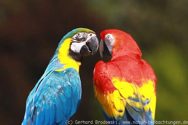 Papageien im Vogelpark Walsrode