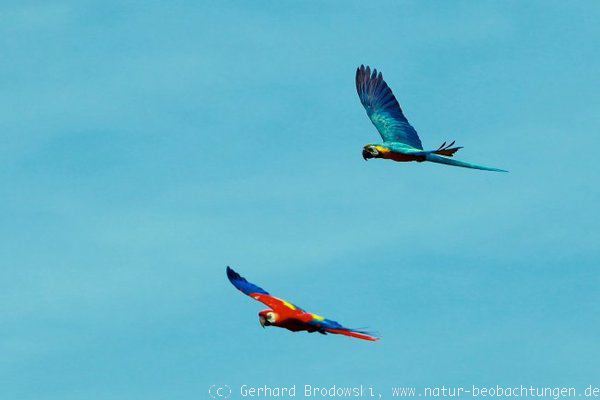 Papageien im Vogelpark Walsrode