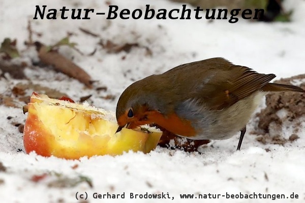 Vogeltränke im Winter zugefroren - Vögel fressen Apfel um an Flüssigkeit zu kommen