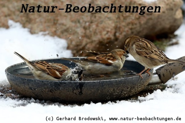 Vogeltränke im Winter eisfrei halten - Vögel baden auch im Winter