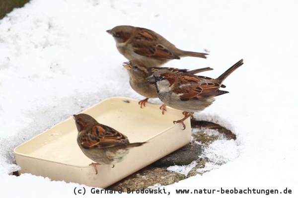 Vogeltränken im Winter aufstellen ist wichtig