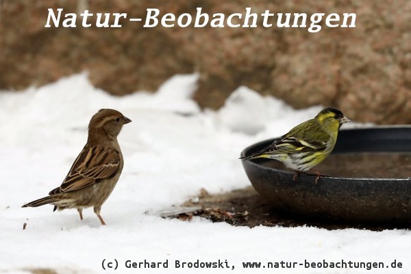 Vogeltränke im Winter eisfrei halten - Vögel trinken auch im Winter