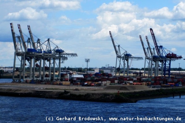 Nisthilfen - Wanderfalkenschutz im Hamburger Hafen