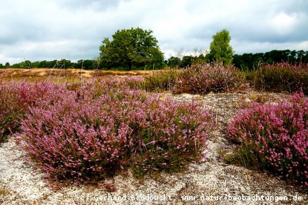 Wandern in der Fischbeker Heide in Hamburg