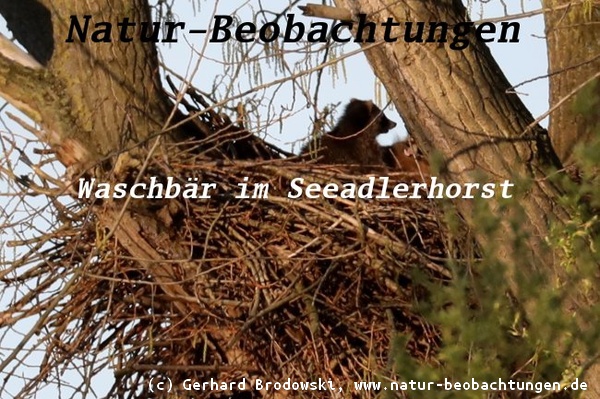 Waschbär im Seeadlerhorst