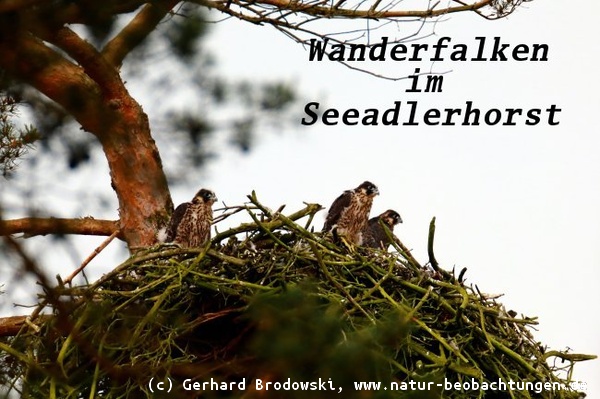 Wanderfalken im Seeadlerhorst