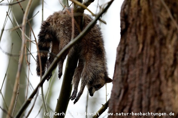 Toter Waschbär hängt im Baum