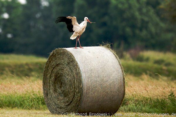 Tanzender Weißstorch auf Strohballen beobachten